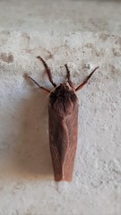 Oxycanus