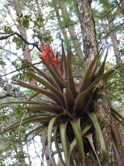 Tillandsia ponderosa