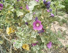 Malva lusitanica