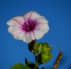 Ipomoea