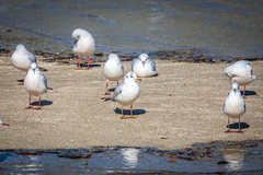 Chroicocephalus ridibundus