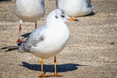 Chroicocephalus ridibundus