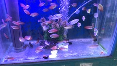 Synodontis eupterus