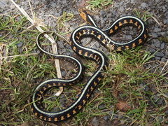 Thamnophis sirtalis concinnus