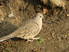 Columbina inca