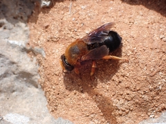 Megachile sicula