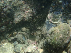 Epinephelus merra