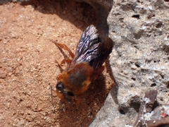 Megachile sicula