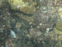 Epinephelus merra