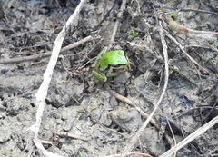 Hyla walkeri