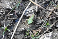 Hyla walkeri