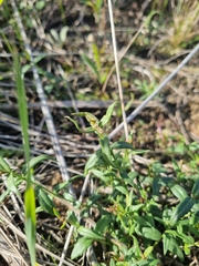Veronica gracilis