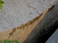 Hemidactylus giganteus