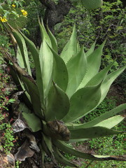 Agave scaposa