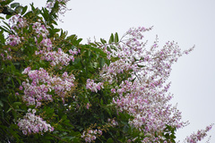 Lagerstroemia floribunda