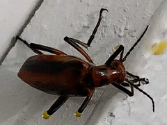 Pyrota tenuicostatis