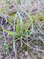 Plantago gaudichaudii