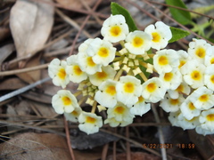 Lantana depressa