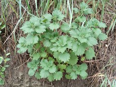 Marrubium leonuroides