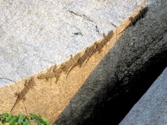 Hemidactylus giganteus