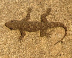 Hemidactylus giganteus