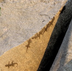 Hemidactylus giganteus