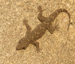Hemidactylus giganteus