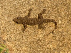 Hemidactylus giganteus