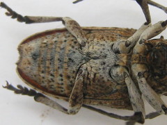 Crossotus klugi