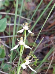 Eriochilus dilatatus