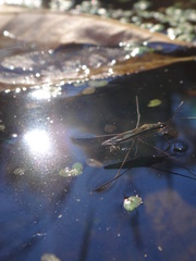 Limnoporus