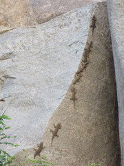 Hemidactylus giganteus