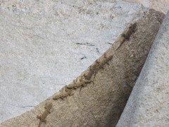 Hemidactylus giganteus