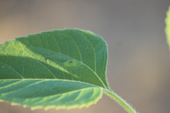 Calycomyza platyptera