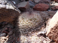 Mammillaria petrophila arida