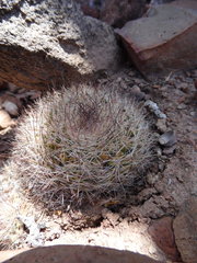 Mammillaria petrophila arida