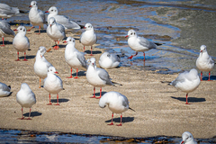 Chroicocephalus ridibundus