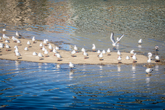 Chroicocephalus ridibundus