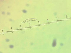 Leptogium pulchellum image