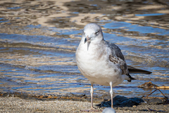 Larus crassirostris