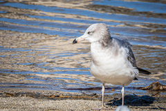 Larus crassirostris