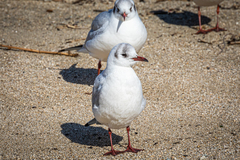Chroicocephalus ridibundus