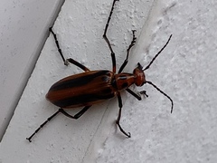 Pyrota tenuicostatis