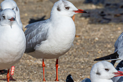 Chroicocephalus ridibundus