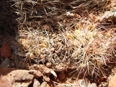 Mammillaria petrophila arida