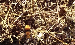 Pseudomethoca anthracina