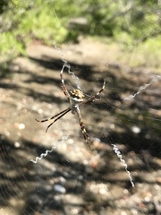 Argiope butchko
