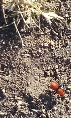 Pseudomethoca anthracina