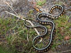 Thamnophis sirtalis concinnus
