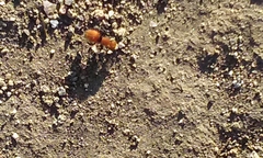 Pseudomethoca anthracina